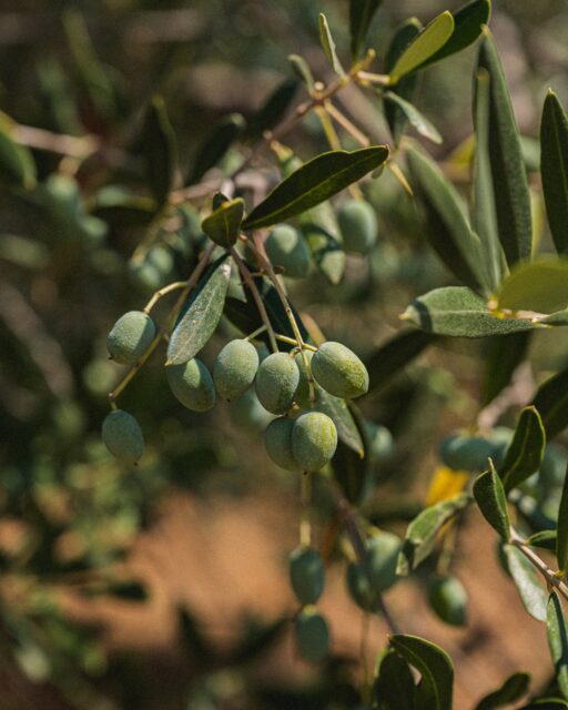 Needless to say how affectionate I am about olives and olive trees.

#olives #olivetree #firenze #tuscany #foodphotography #foodphotographer #foodblogger #foodblog #culinaryphotography